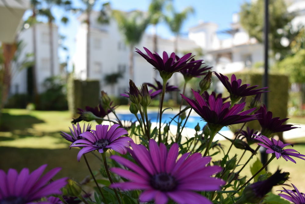Apartamentos Y Casas Serinamar Marbella Эль-Анхель Экстерьер фото